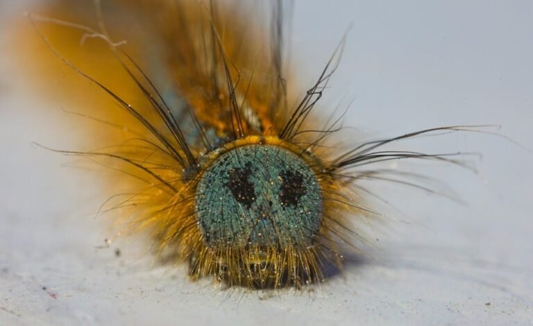 fixing klupzo333 bugs guide